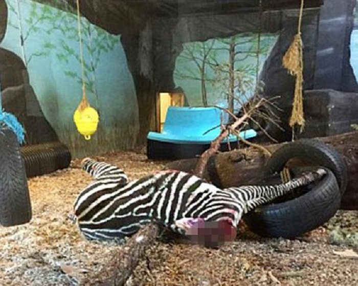 Un zoo norvégien décapite un zèbre et le donne aux tigres devant des enfants